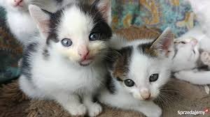 Dwa małe kotki